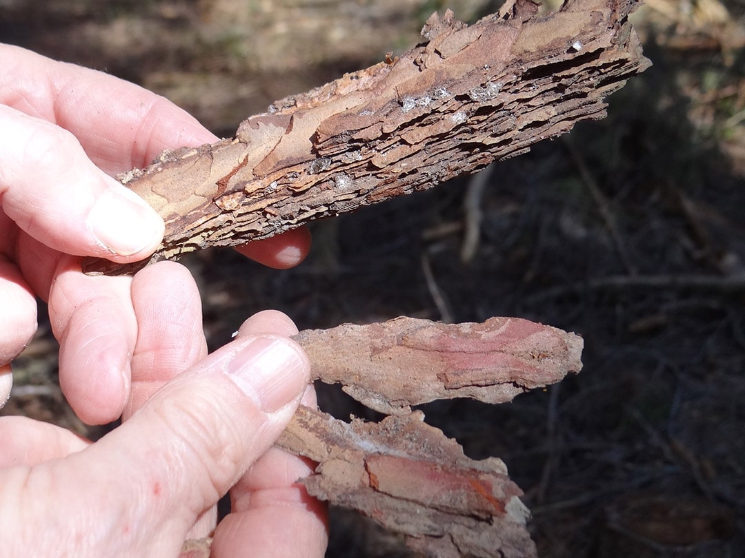 Das Wandelnde Natur Lexikon Bote Aus Der Buckligen Welt