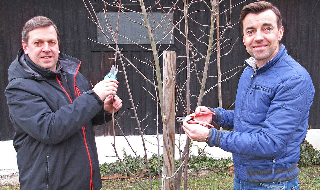 Natur im Garten:  schneiden, aber richtig