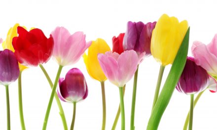 Hoch­sai­son im Garten!