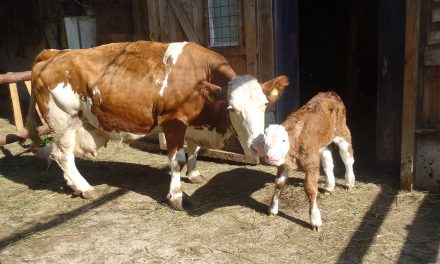 Ers­tes Kalb seit vie­len Jah­ren: Flo­ri­an ent­deckt die Welt