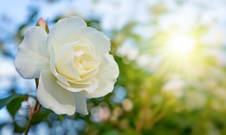 Der Som­mer ruft …
