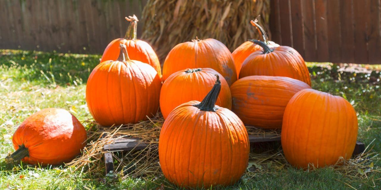 Wenn sich der Herbstgarten von seiner schönsten Seite zeigt