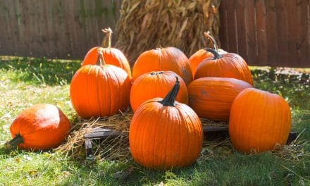 Wenn sich der Herbst­gar­ten von sei­ner schöns­ten Sei­te zeigt