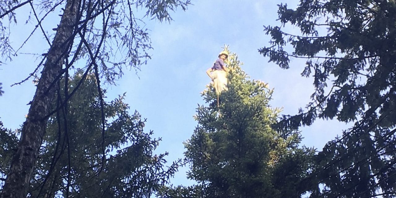„Baum­krax­ler“ ern­tet Zap­fen für Forschung