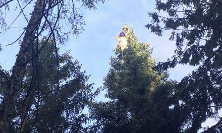 „Baum­krax­ler“ ern­tet Zap­fen für Forschung