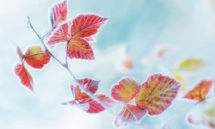 Der ers­te Frost als Vor­bo­te des Winters