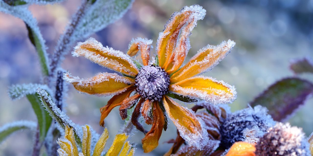 Das Ende eines blühenden Gartenjahres