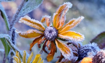 Das Ende eines blü­hen­den Gartenjahres