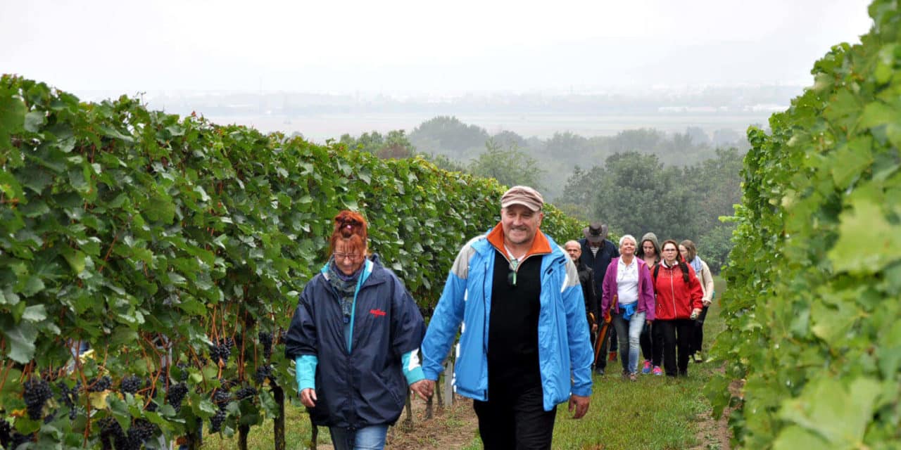 Wan­dern und Genie­ßen in den Weinbergen