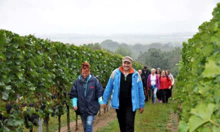 Wan­dern und Genie­ßen in den Weinbergen