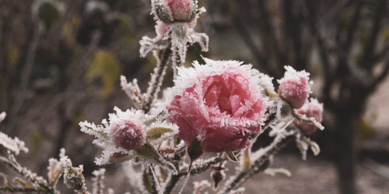 Es wird wie­der Winter …
