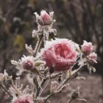 Es wird wieder Winter …
