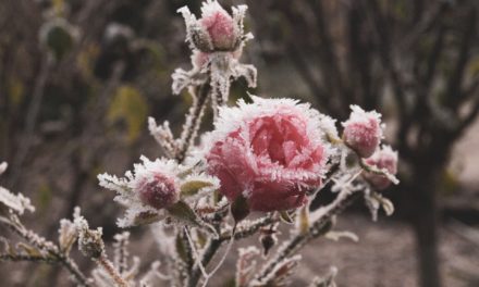 Es wird wie­der Winter …