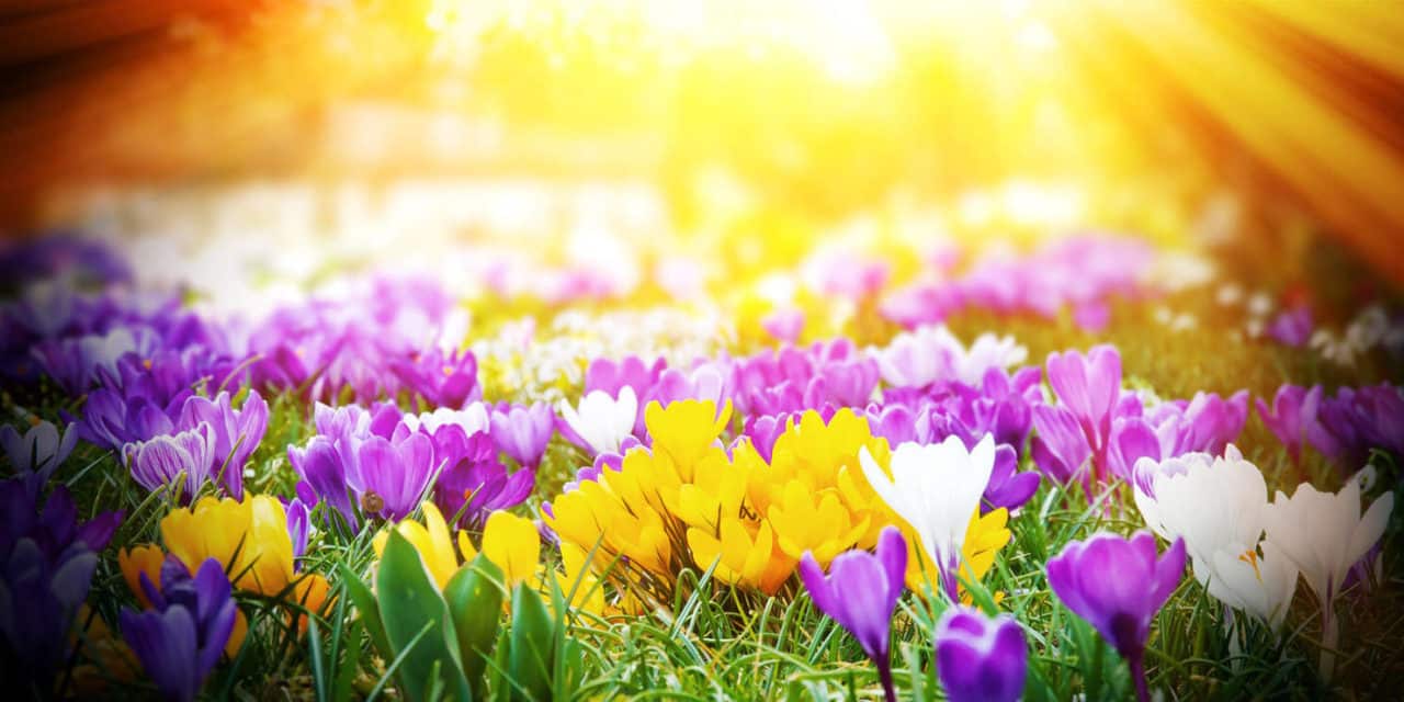 Der Frühling lässt sich nicht aufhalten
