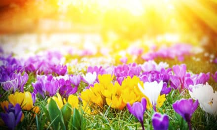 Der Früh­ling lässt sich nicht aufhalten