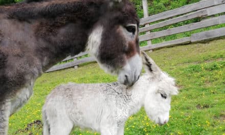 Ein König­reich für ein Eselchen