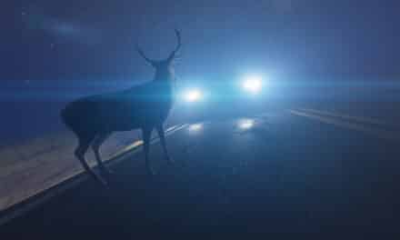 Wild­un­fall – zahlt die Versicherung?