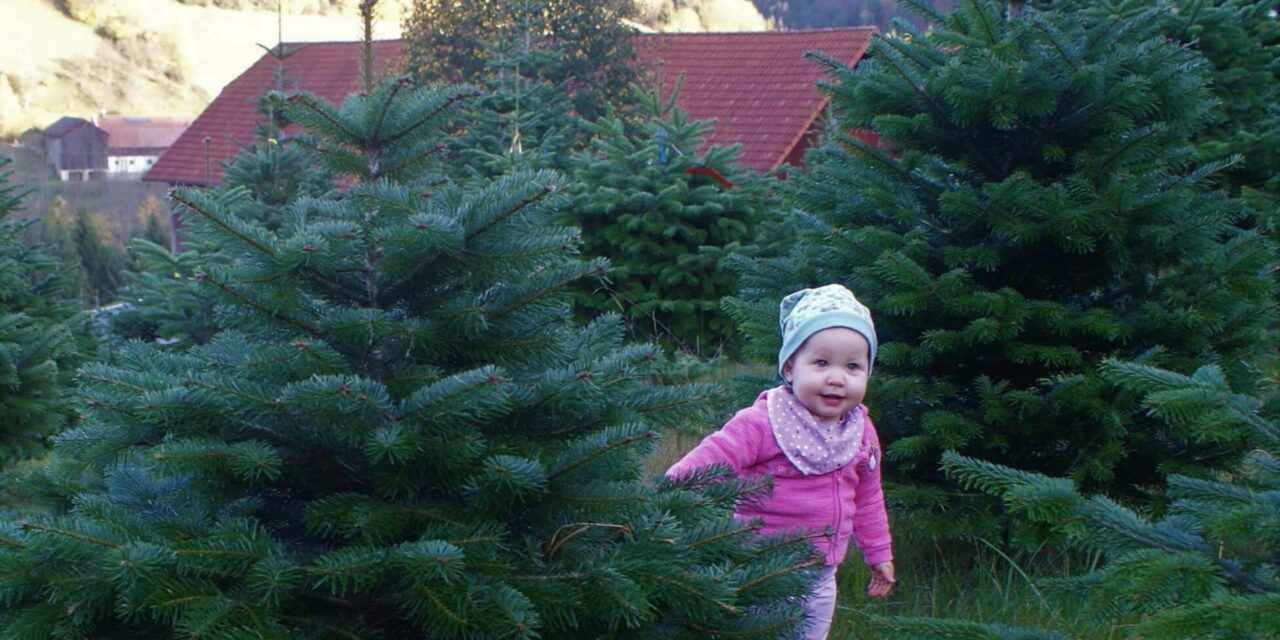 Der heimische Christbaum aus der Buckligen Welt verzaubert auch Ihre Wohnung: Weihnachten daheim – genießen!