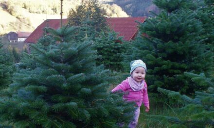 Der hei­mi­sche Christ­baum aus der Buck­li­gen Welt ver­zau­bert auch Ihre Woh­nung: Weih­nach­ten daheim — genießen!