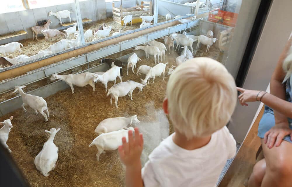 Bock auf Ziege? Einkauf als Erlebnis auf Mandl’s Ziegenhof