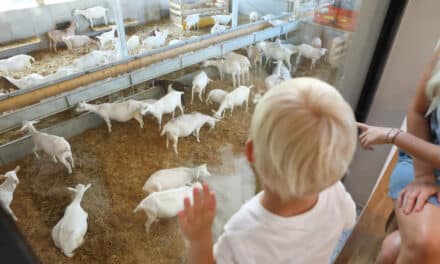 Bock auf Zie­ge? Ein­kauf als Erleb­nis auf Mandl’s Ziegenhof