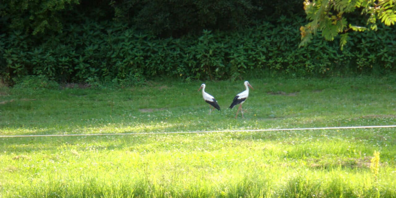 Storchennachwuchs in Zöbern