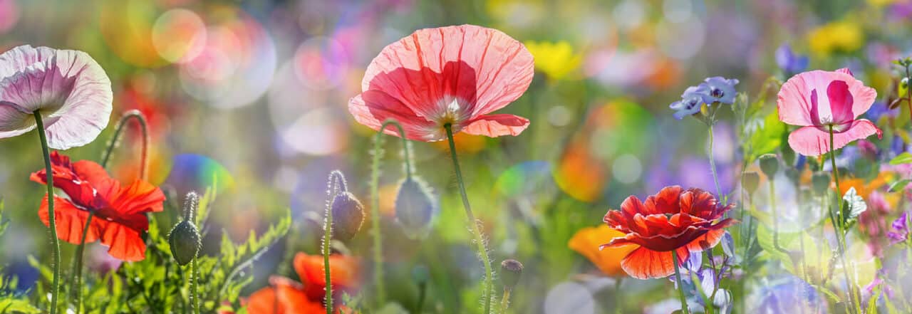 Blü­ten­pracht mit Sommerblumen