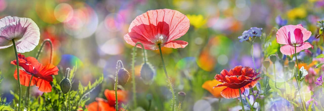 Blütenpracht mit Sommerblumen