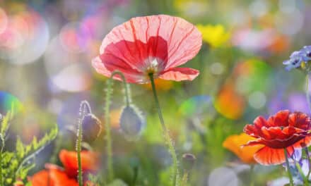 Blü­ten­pracht mit Sommerblumen
