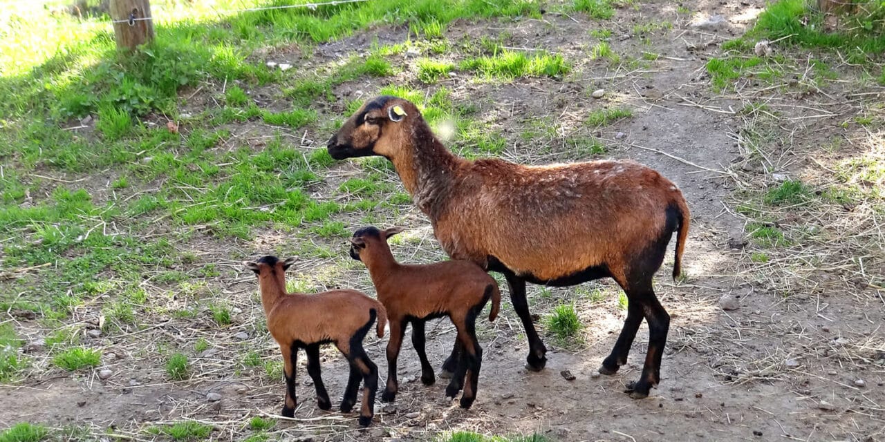 Kame­run-Nach­wuchs im Doppelpack