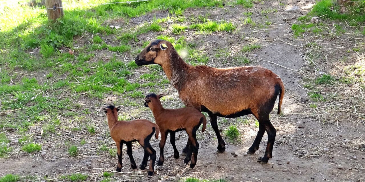 Kamerun-Nachwuchs im Doppelpack