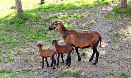 Kame­run-Nach­wuchs im Doppelpack
