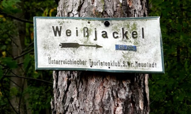 Excur­sion Tip — Weiß­jack­el in Schiltern