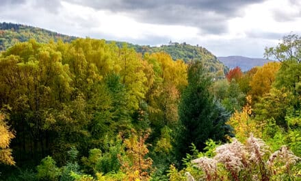 Aus­flugs­tipp — Rund­wan­der­weg Bad Erlach Waldfriedhof