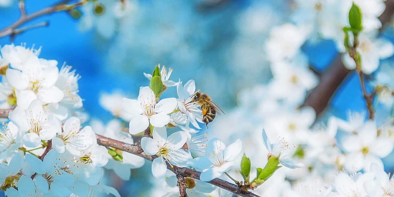 Arbeitsreiche Frühlingszeit im Garten