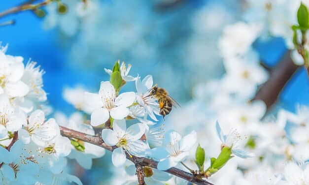 Arbeitsreiche Frühlingszeit im Garten