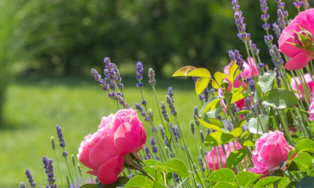 Die richtige Pflege im Sommergarten