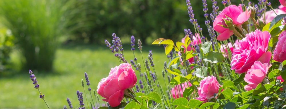 Die richtige Pflege im Sommergarten