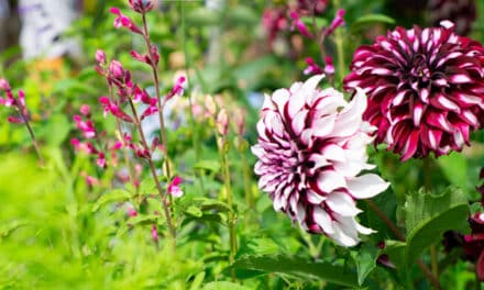 Es herbstelt schon im Garten…
