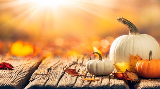 Gol­de­ner Herbst­zau­ber im Garten