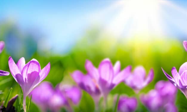 Der Früh­ling lockt …