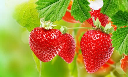 Früh­som­mer im Garten