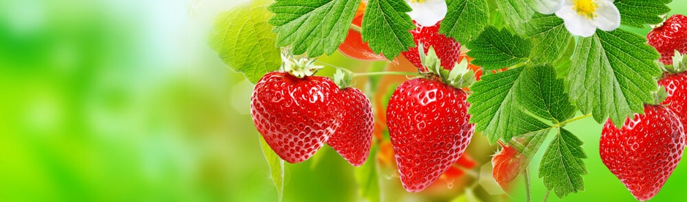 Früh­som­mer im Garten