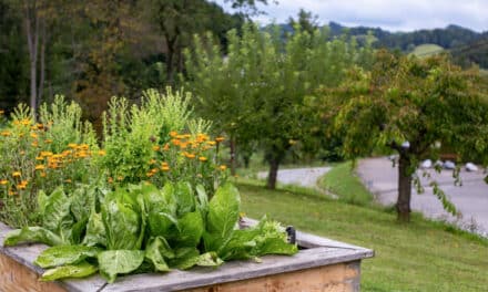 Der Som­mer im Garten
