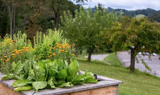 Der Sommer im Garten