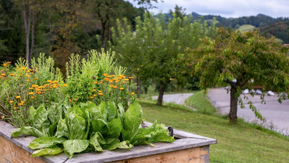 Der Sommer im Garten