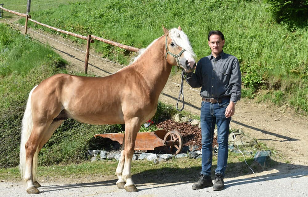 Sieger-Hengst sorgt für Nachwuchs-Hoffnungen