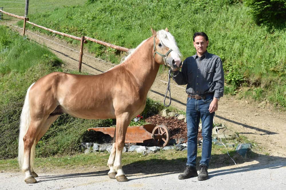 SiegerHengst für NachwuchsHoffnungen Bote aus der Buckligen Welt