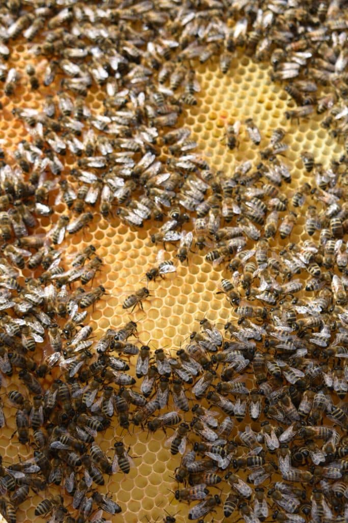 Serie klimafit Bienen3