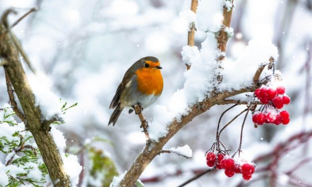 Ein Winter wie damals!
